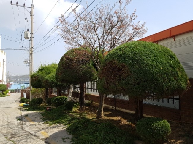  ｀칠곡군  약목면 공동주택 향나무와 회양목 전지작업... 。보림조경