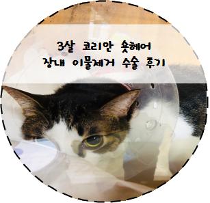  [고양이이물제거/장절개수술] 3살 코리안 숏헤어 장내 이물제거 수술 후기