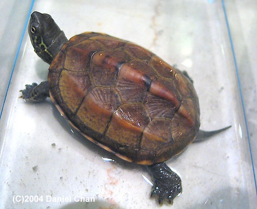 남생이(Reeve's turtle)[Chinemys reevesii] : 네이버 블로그