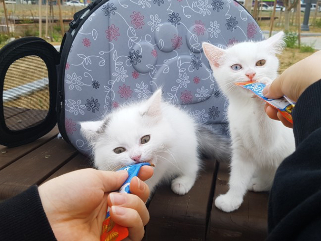 [고양이 산책] 고양이 산책 괜찮다? vs 안된다?