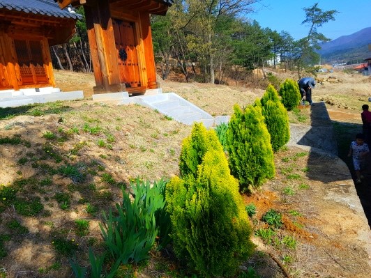  ｀구미시 산동면 재실 잔디 식재작업 및 산소에 측백나무 심는 이유는...? 。보림조경
