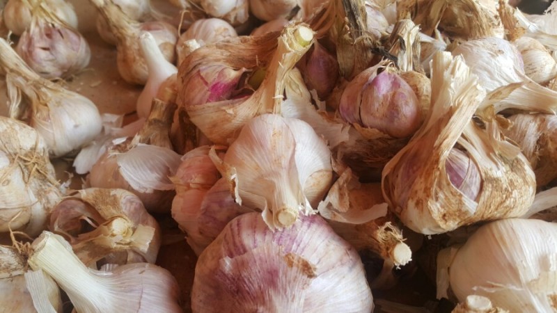 마늘한접 가격시세 구리농산물시장 마늘보관법 : 네이버 블로그