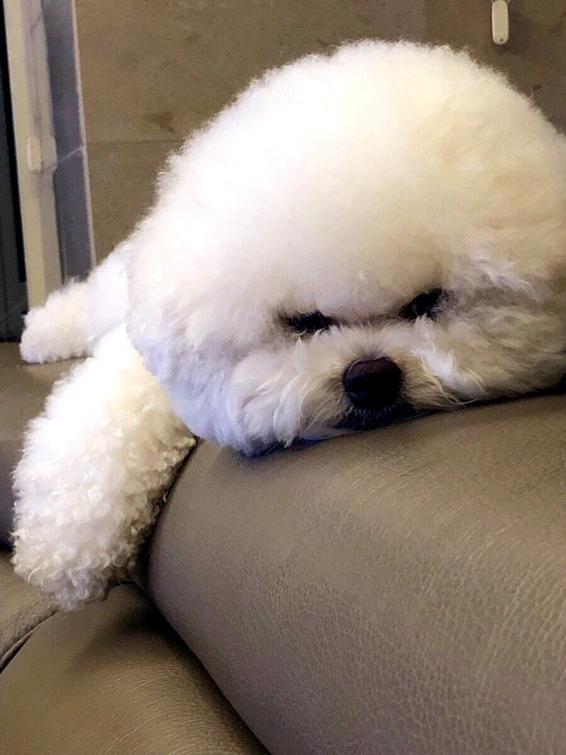 아~~ 심바야~~/구글 픽셀 버드 : 네이버 블로그