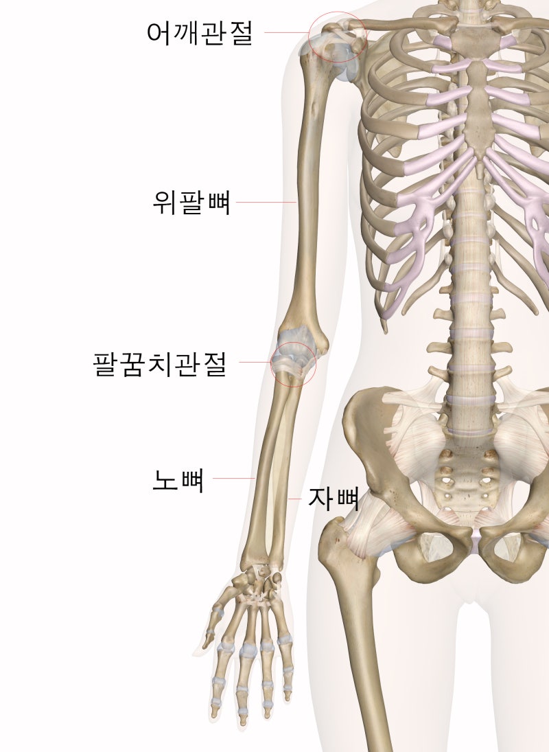 산본 채움필라테스 - 팔꿈치관절의 굽힘과 폄 및 운동 : 네이버 블로그