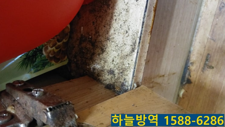  안양 바퀴벌레 잘잡는 회사는? 해충퇴치박멸 회사? 안양바퀴벌레퇴치박멸 군포바퀴벌레퇴치박멸 의왕바퀴벌레퇴치박멸 개미퇴치 쥐퇴치