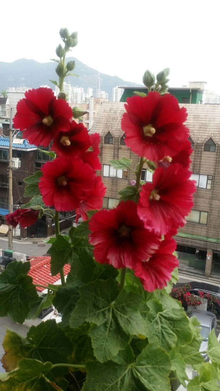  접시꽃 당신