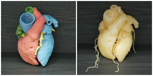 [3D프린터전문 (주) 씨이피테크] 3D 프린팅 모형제작 - 심장 모형(의료 분야 3D 프린팅)