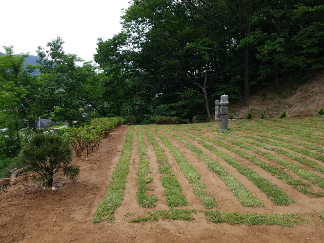 ｀구미 보림 조경에서 김천에 위치한 산소 잔디 식재 및 관목 식재 작업... 。