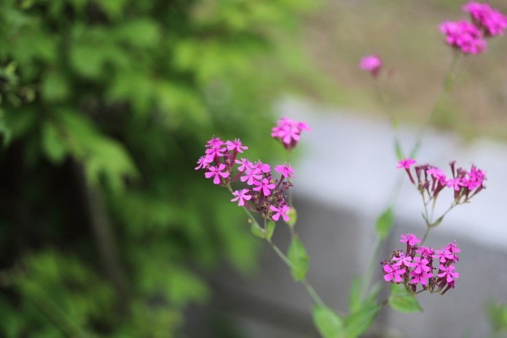 봄부터 가을까지 피는 진홍색 꽃 끈끈이대나물[Silene Armeria] 꽃에 관하여...귀화식물 : 네이버 블로그