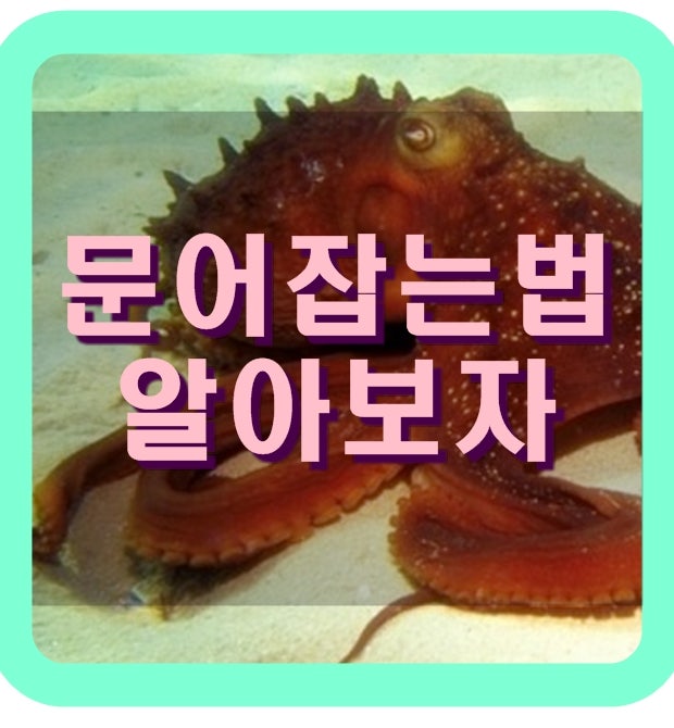발바닥 문어 잡기 빠르고 쉬운 방법