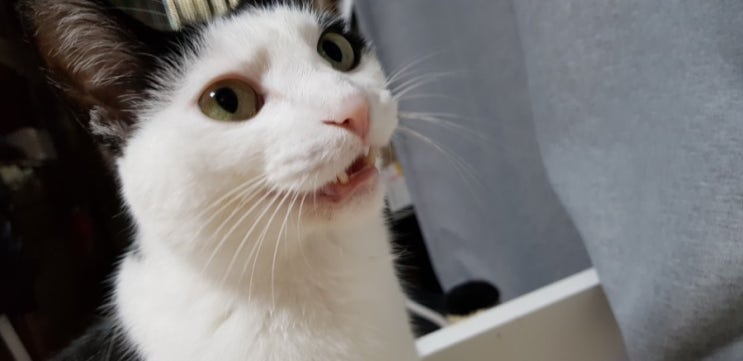 고양이 양치질 고양이 이빨 관리 고양이 칫솔질