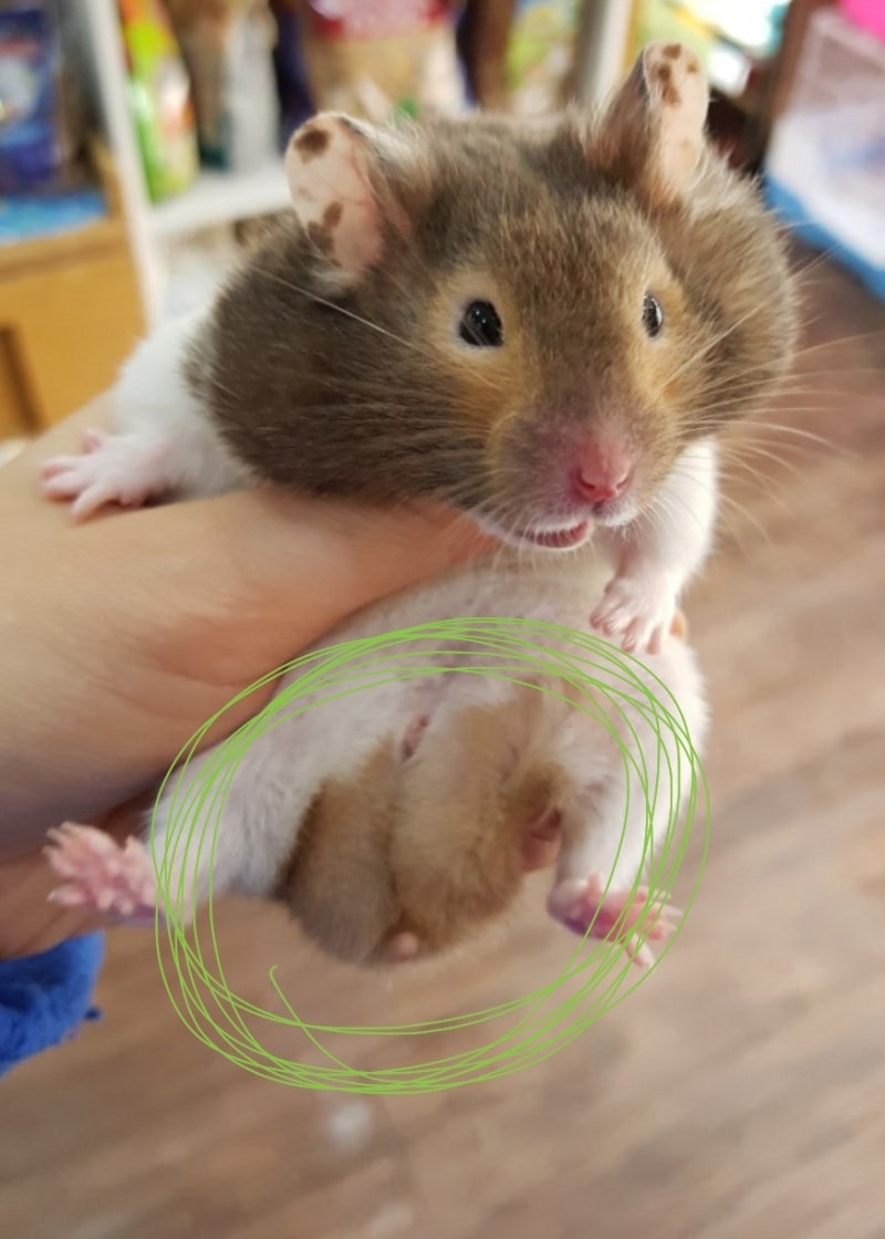 햄스터 엉덩이가 볼록해요! 햄스터 혹? 햄스터가 아파요!!!! : 네이버 블로그