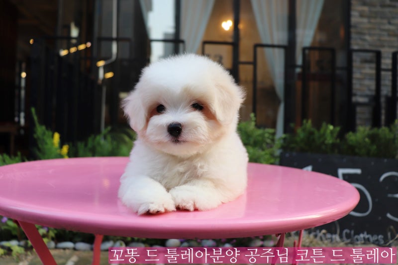 꼬똥 드 툴레아분양 공주님 코튼 드 툴레아(Coton de Tulear) : 네이버 블로그 꼬똥 드 툴레아분양 공주님 코튼 드 툴레아(Coton De Tulear) : 네이버 블로그
