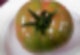 작은 토마토 칼로리,삶은 토마토 칼로리,큰 토마토 칼로리,대추 방울 토마토 칼로리,대추 토마토 칼로리,쥬씨 토마토 칼로리,대저 토마토 칼로리,방울 토마토 칼로리,토마토 칼로리 효능,토마토 칼로리,