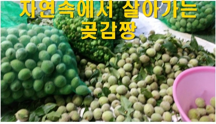 자연산 개복숭아 가격 파는곳, 개복숭아 효능 효소