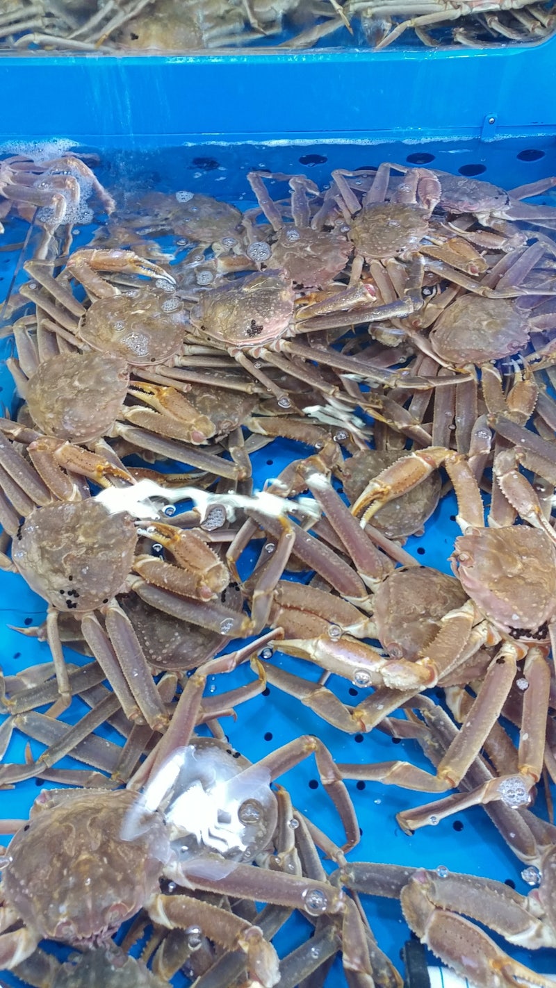 대게 입하!! (오늘의 시세) : 네이버 블로그