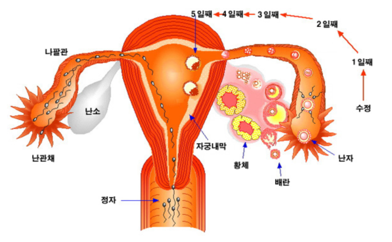 부산시험관 아기 임신의 기본기를 제대로