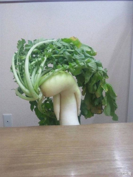  농작물