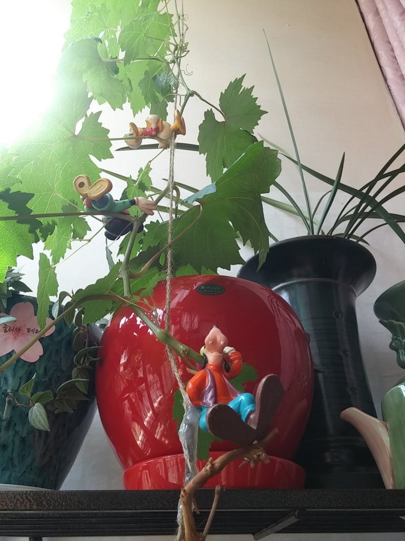 디즈니 단편 애니메이션 '미키와 콩나무'(Fun and Fancy Free)를 대신한 '미키와 포도(거봉) 나무' : 네이버 블로그, image size:800x1067