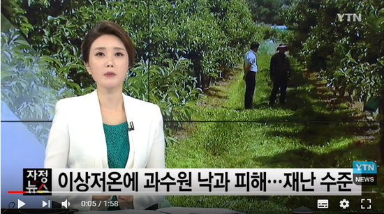 이상저온에 과수원 낙과 피해...재난 수준 / YTN 이상저온에 과수원 낙과 피해...재난 수준 / YTN