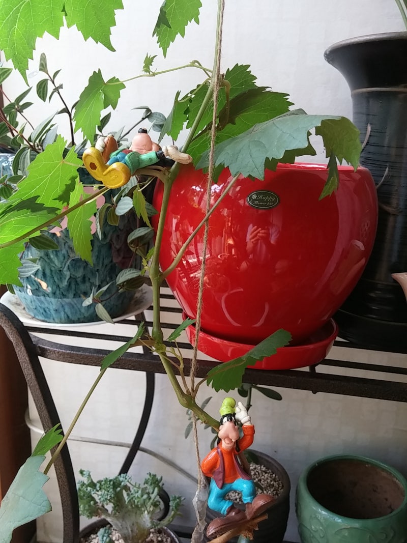 디즈니 단편 애니메이션 '미키와 콩나무'(Fun and Fancy Free)를 대신한 '미키와 포도(거봉) 나무' : 네이버 블로그, image size:800x1067