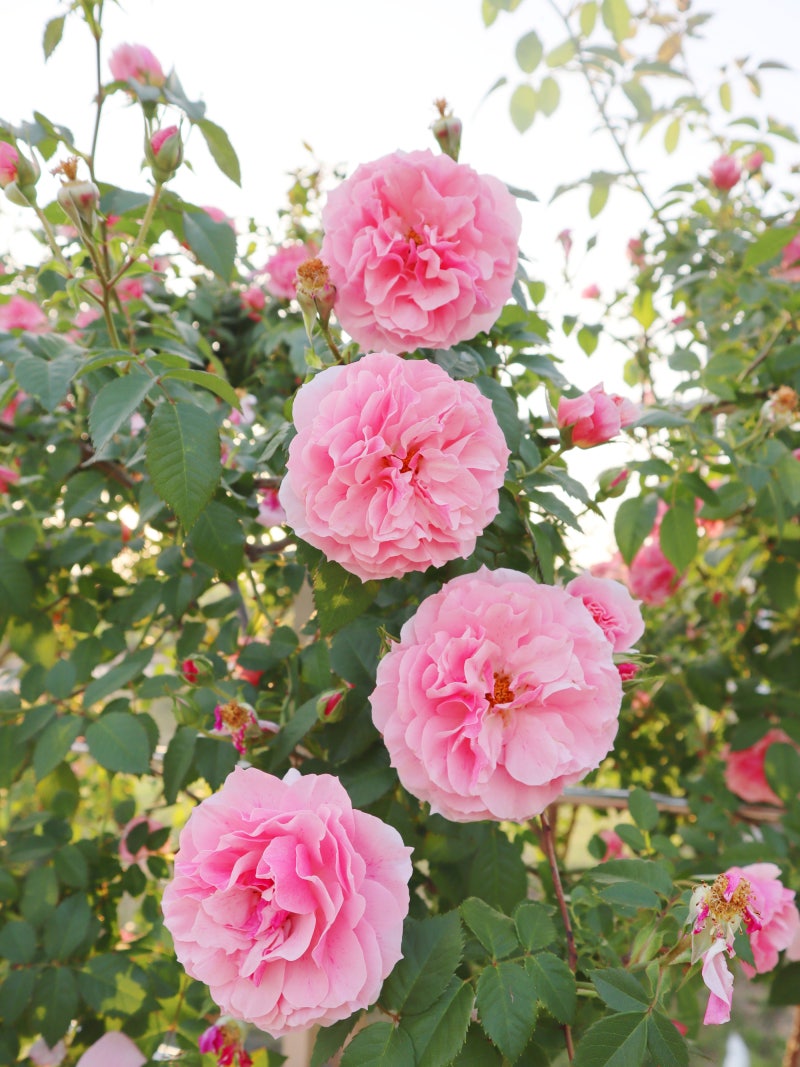 사랑스러운 분홍 장미, 꽃말은 행복한 사랑 : 네이버 블로그