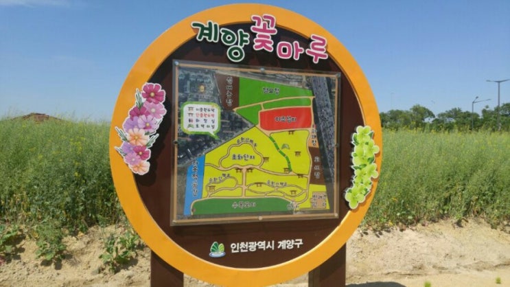  인천 가볼만한곳 계양꽃마루에 유채꽃구경 다녀왔습니다.