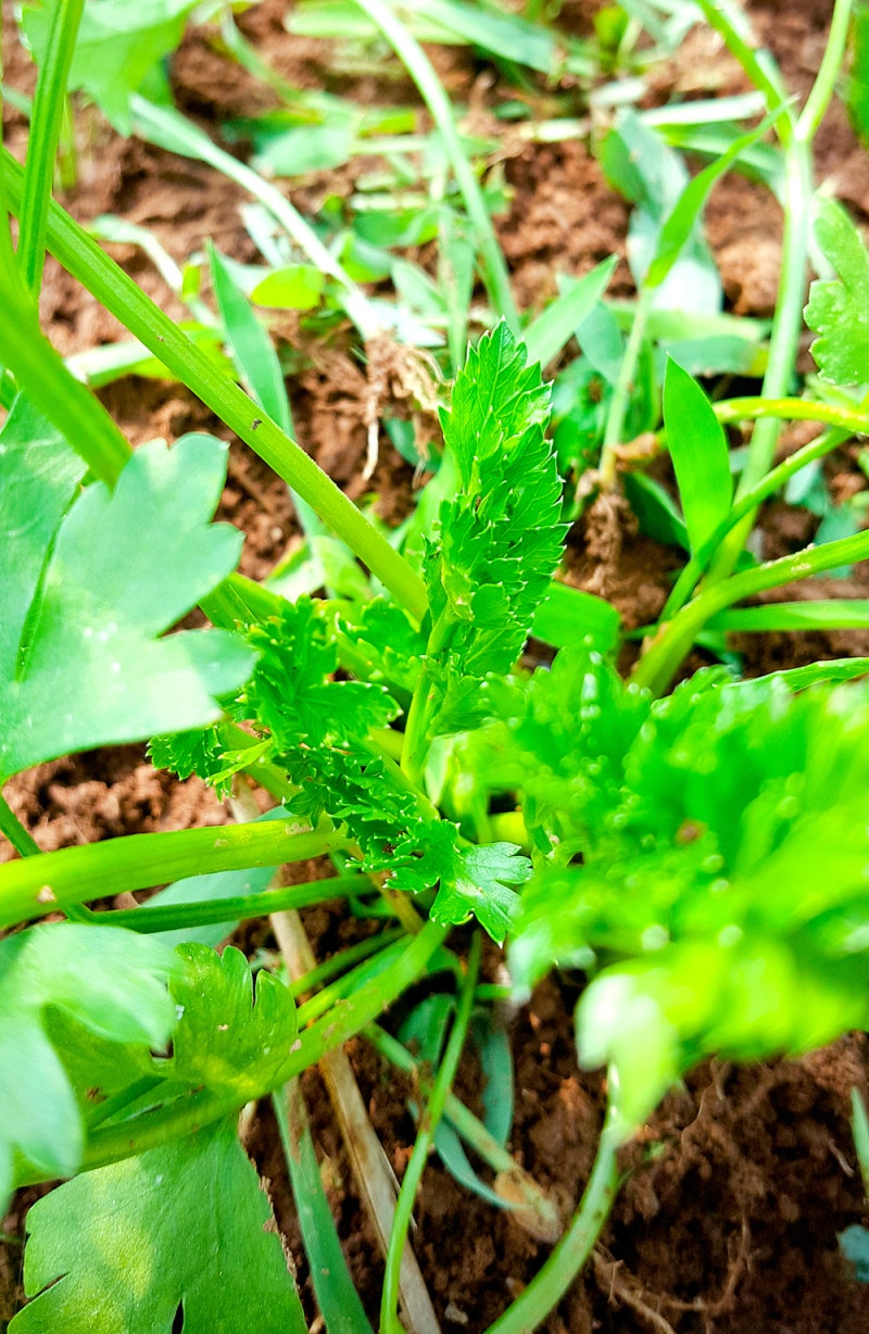 허브 키우기 이탈리안 파슬리-성장 과정과 수확, 파슬리 효능 : 네이버 블로그, image size:800x1228