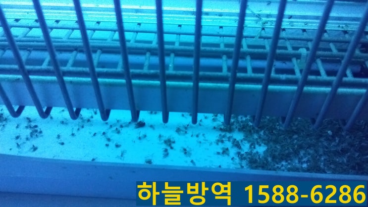  안양나방파리 날벌레 잘잡는곳 군포나방파리 날벌레 의왕나방파리 날벌레 날벌레 잘잡는곳 날벌레 퇴치 바퀴벌레 바퀴벌레퇴치