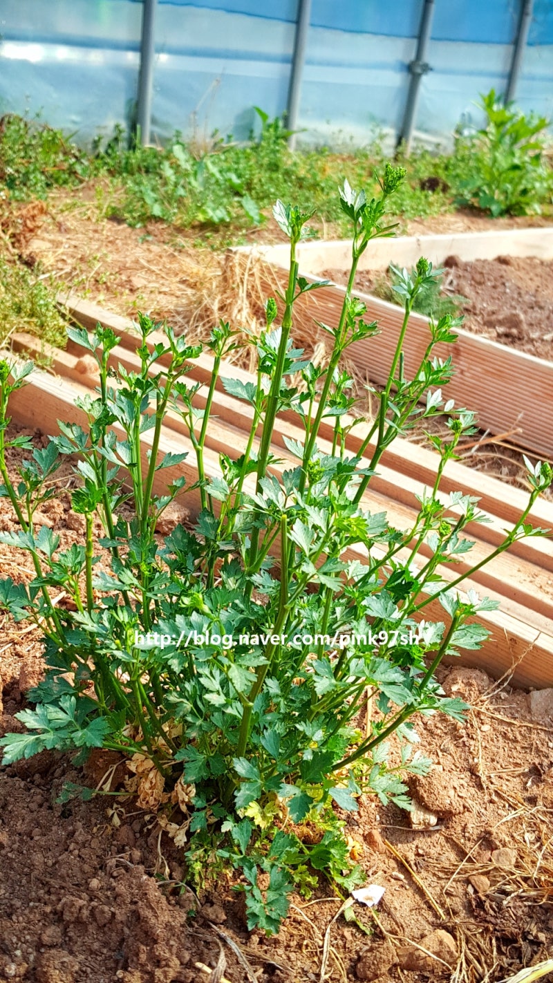 허브 키우기 이탈리안 파슬리-성장 과정과 수확, 파슬리 효능 : 네이버 블로그, image size:800x1422