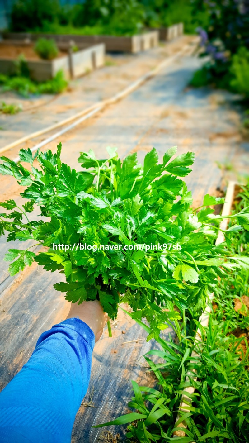 허브 키우기 이탈리안 파슬리-성장 과정과 수확, 파슬리 효능 : 네이버 블로그, image size:800x1422
