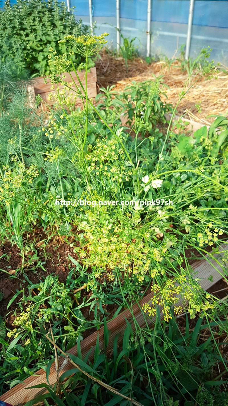 허브 키우기 이탈리안 파슬리-성장 과정과 수확, 파슬리 효능 : 네이버 블로그, image size:800x1422