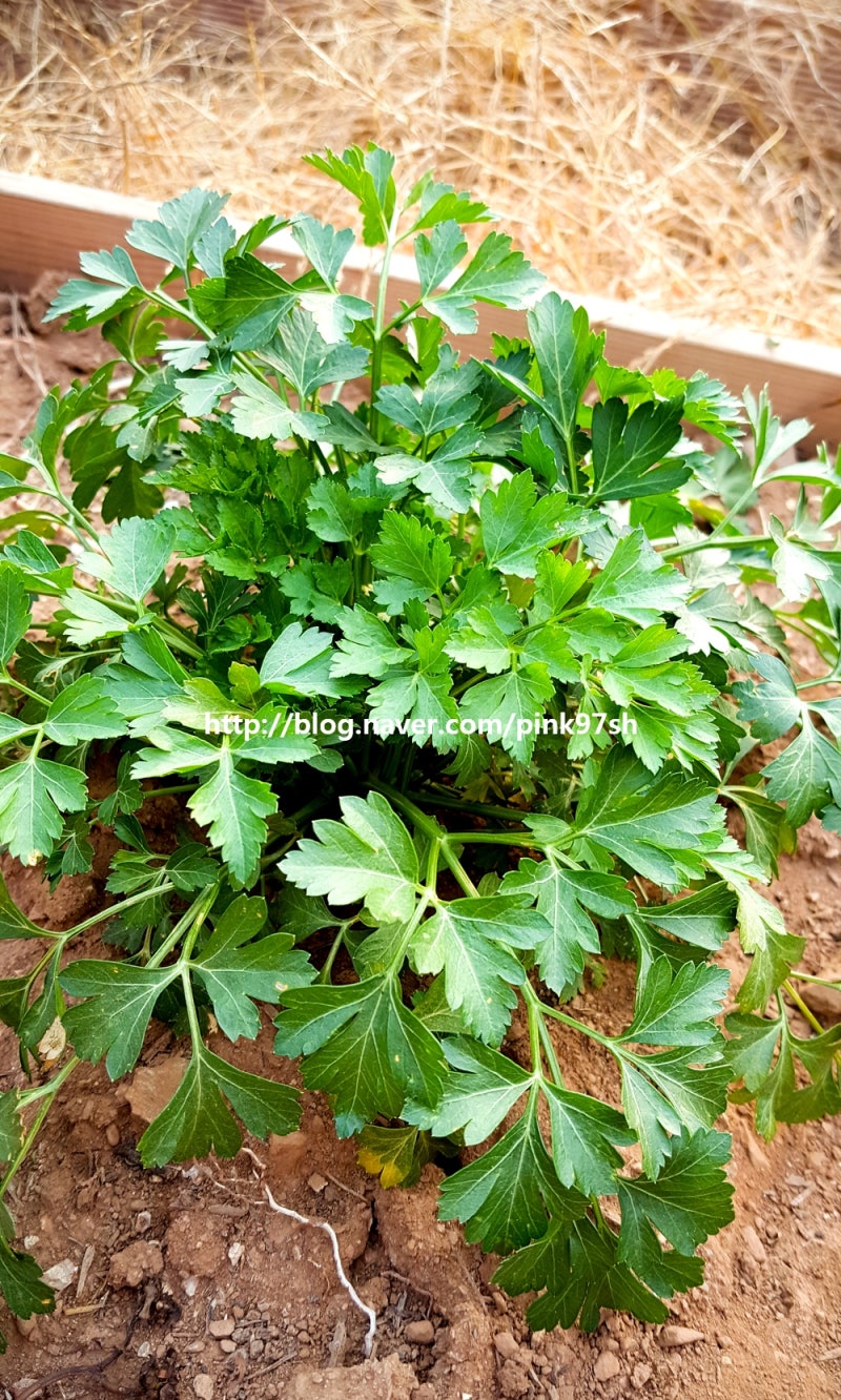 허브 키우기 이탈리안 파슬리-성장 과정과 수확, 파슬리 효능 : 네이버 블로그, image size:800x1332