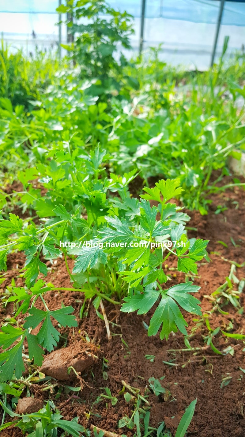 허브 키우기 이탈리안 파슬리-성장 과정과 수확, 파슬리 효능 : 네이버 블로그, image size:800x1422