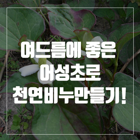  [여드름에좋은] em 어성초 천연비누만들기세트!