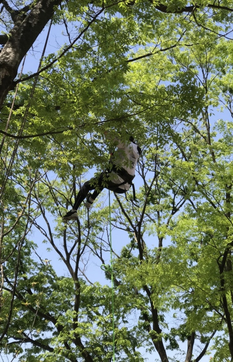 [엑스크루] 트리클라이밍(Tree Climbing)