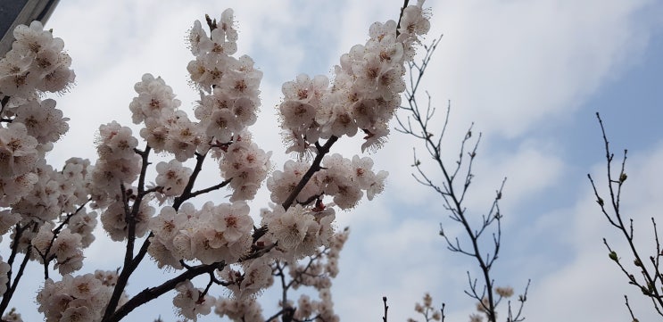  네이버 블로그 첫글, 저와 같은분 계신가요?