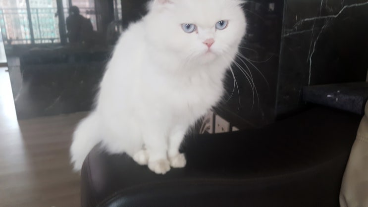  효도하는 우리집 고양이 모자