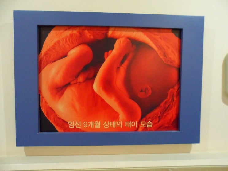  출산 분만과정