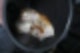 통돌이 오븐 생선구이,통돌이 오븐 단점,통돌이 오븐 해외배송,통돌이 오븐 리뷰,통돌이 오븐 사용법,통돌이 오븐 미국 구매,통돌이 오븐 레시피,통돌이 오븐 요리,통돌이 오븐 후기,통돌이 오븐 가격,