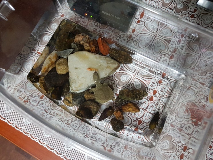  자라키우기 방과후 수업후 분양받았어요~