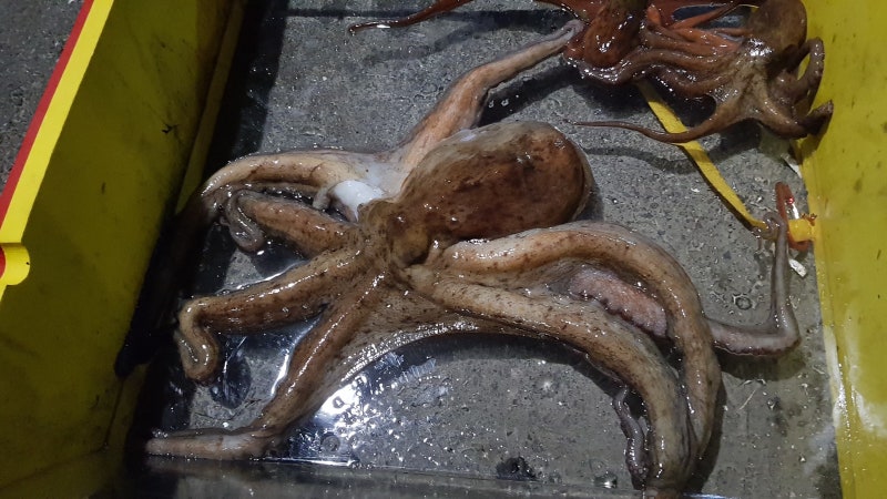 부산 해루질 시즌은 시즌인데 내 문어 다 어디갔지?