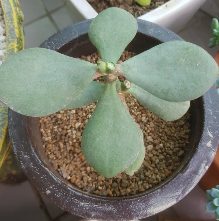  이름을 알수 없는 다육이