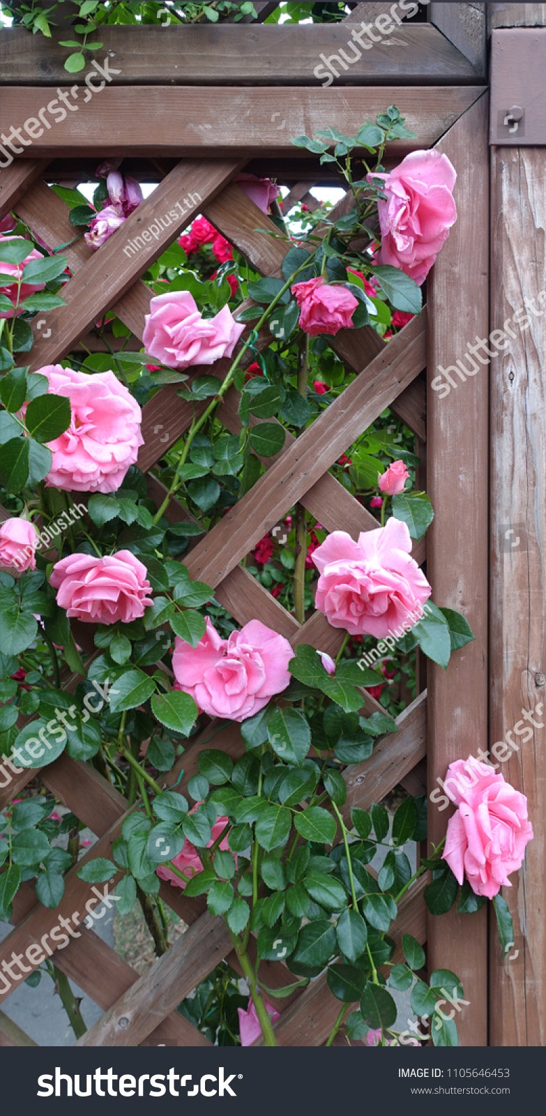 여행사진으로 부수입 올리기-셔터스톡 작가등록 한방에 성공! : 네이버 블로그