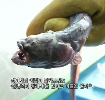  순천만의 별미, 대갱이(개소갱)
