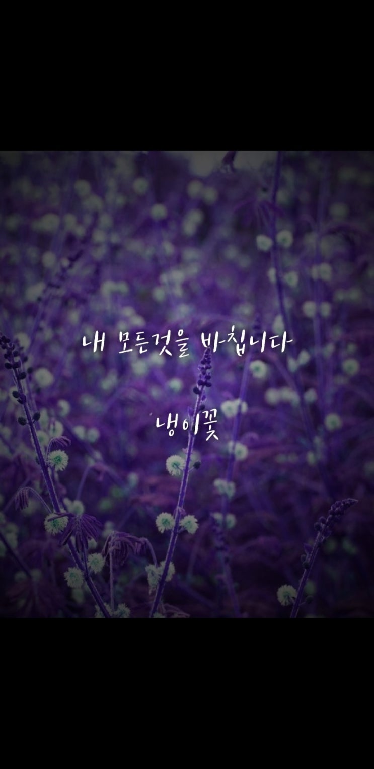  냉이꽃 꽃말
