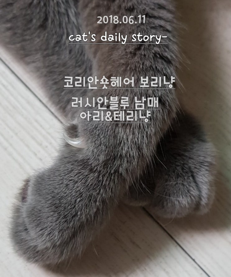 코코네 cat's이야기  지인임보뒤 잘지내고 있는 주인님들-