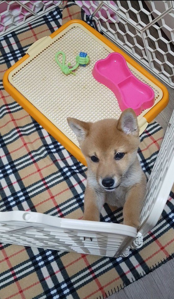 [시바견 럭키] 개럭키 이름이 생기다!