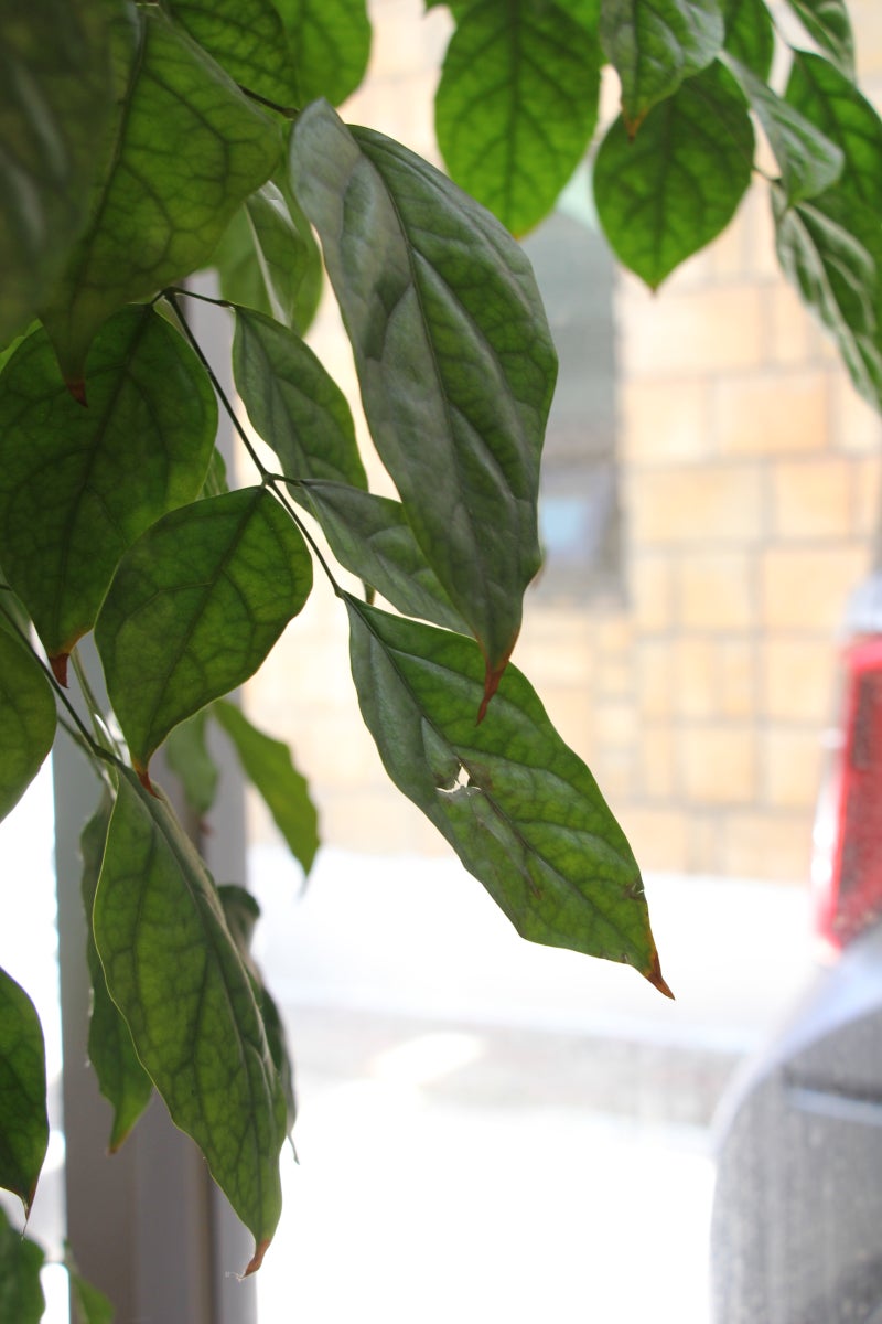 기관지 천식, 잠실병원에서 치료하세요. 8