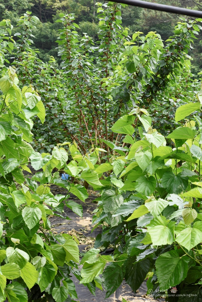 오디 직거래 효능, 생오디 가격 알려드려요~ : 네이버 블로그